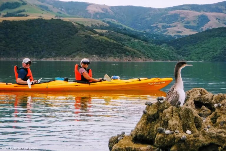 akaroa nature tour 1 768x512