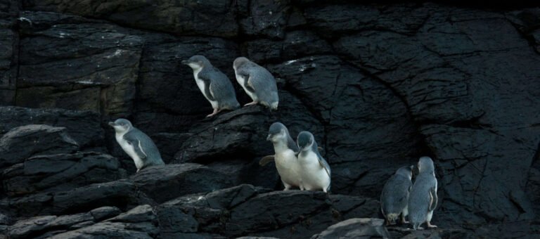 akaroa penguin tour 768x340