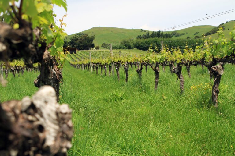 akaroa vineyard tour 768x512
