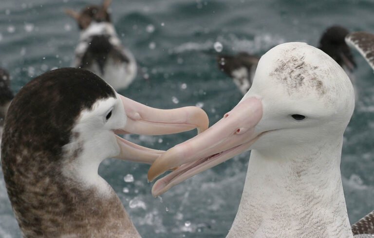 albatross encounter kaikoura 768x489