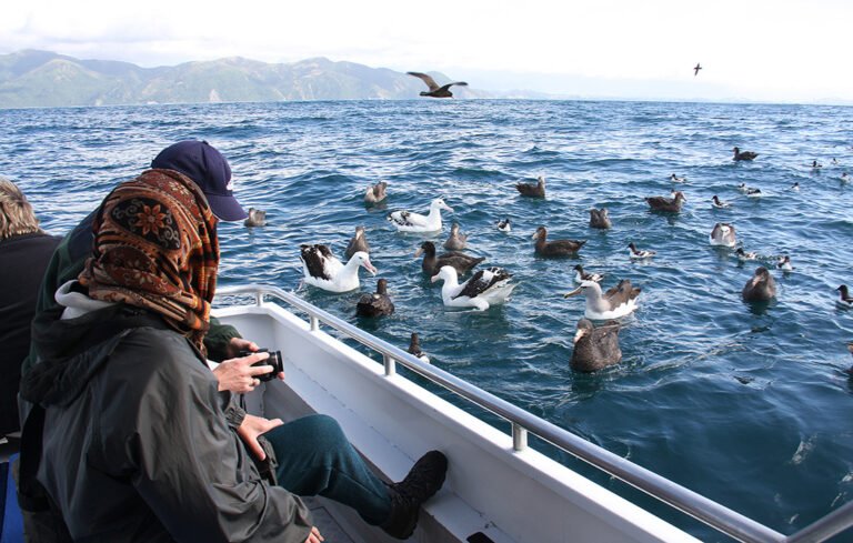 bird tour kaikoura 768x489