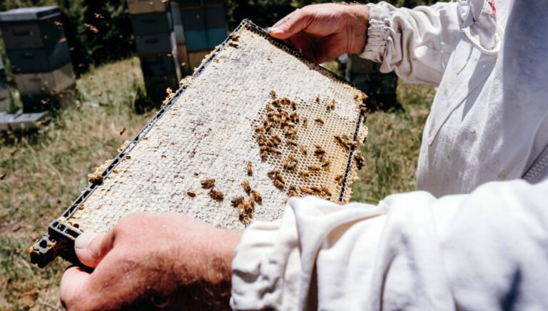 coromandel organic honey 768x436