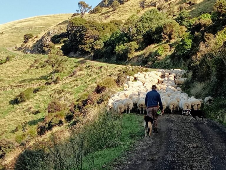 farm tour akaroa 768x578