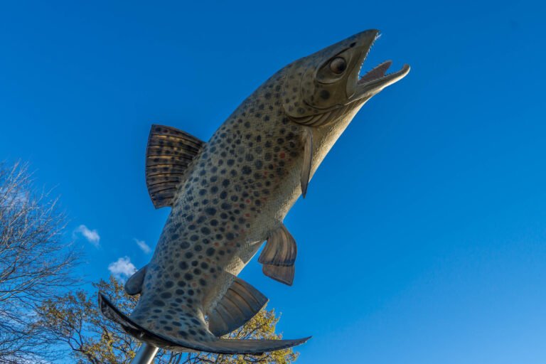 gore trout fishing 768x512