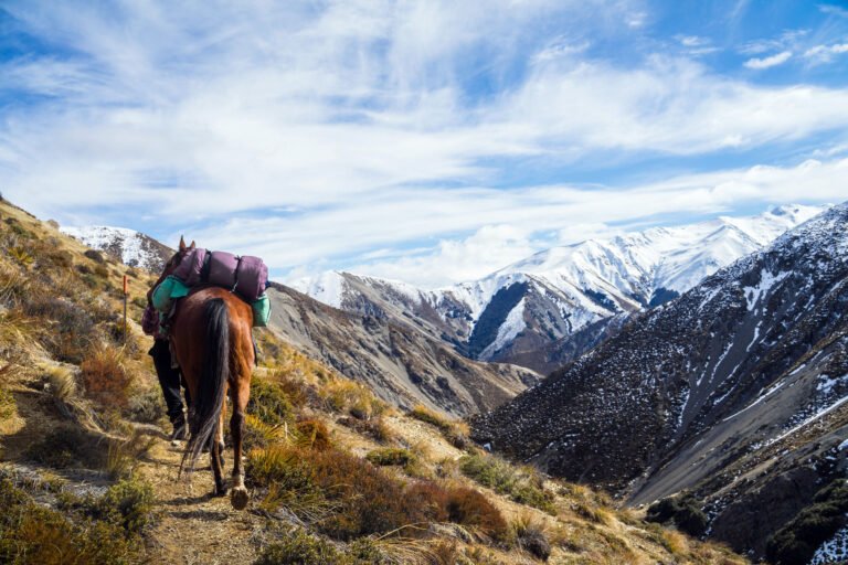 hanmer horse treks 768x512