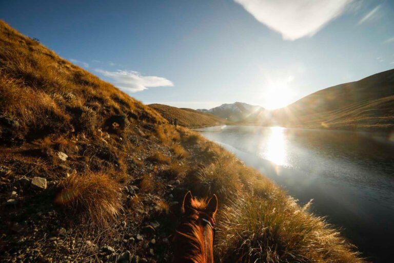 horse trek south canterbury 768x512