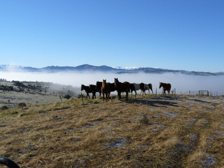 horses te anau 768x576