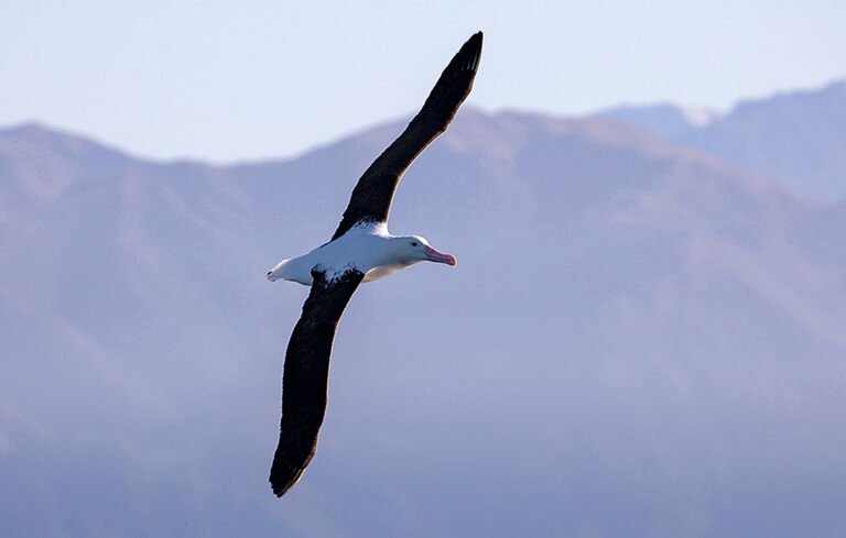 kaikoura albatross tour 768x489