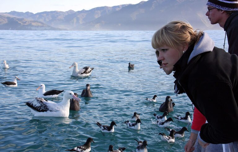 kaikoura boat tour 768x490