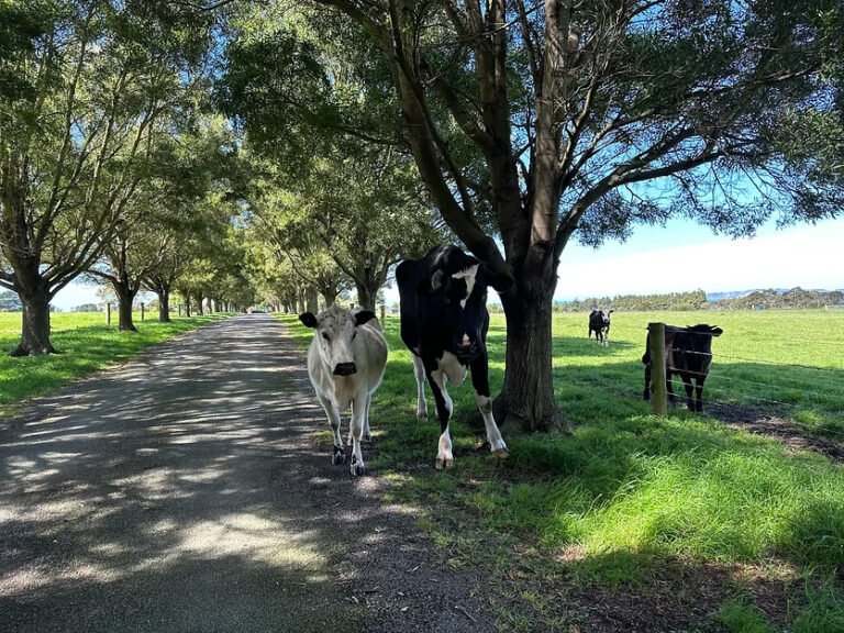 kaikoura holiday house farm 768x576