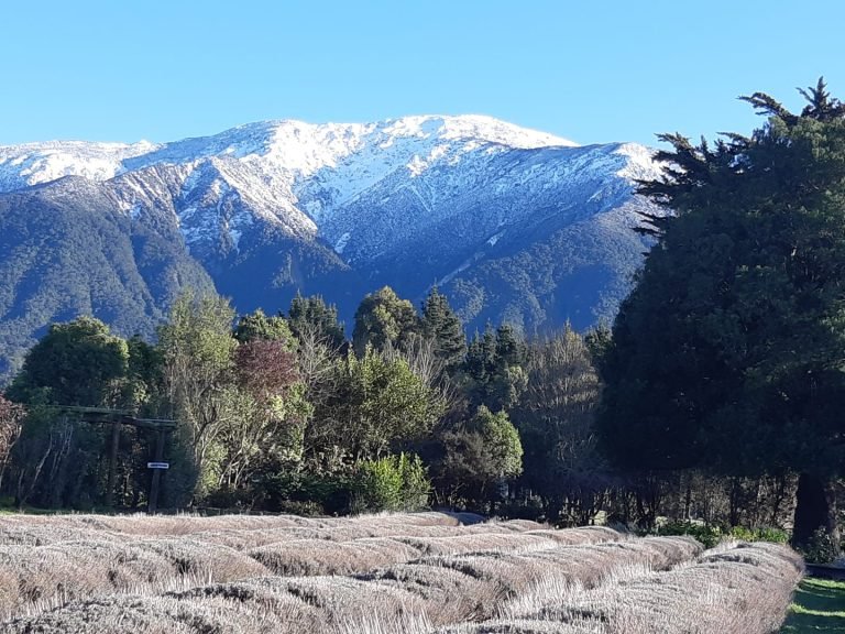kaikoura lavender garden 768x576