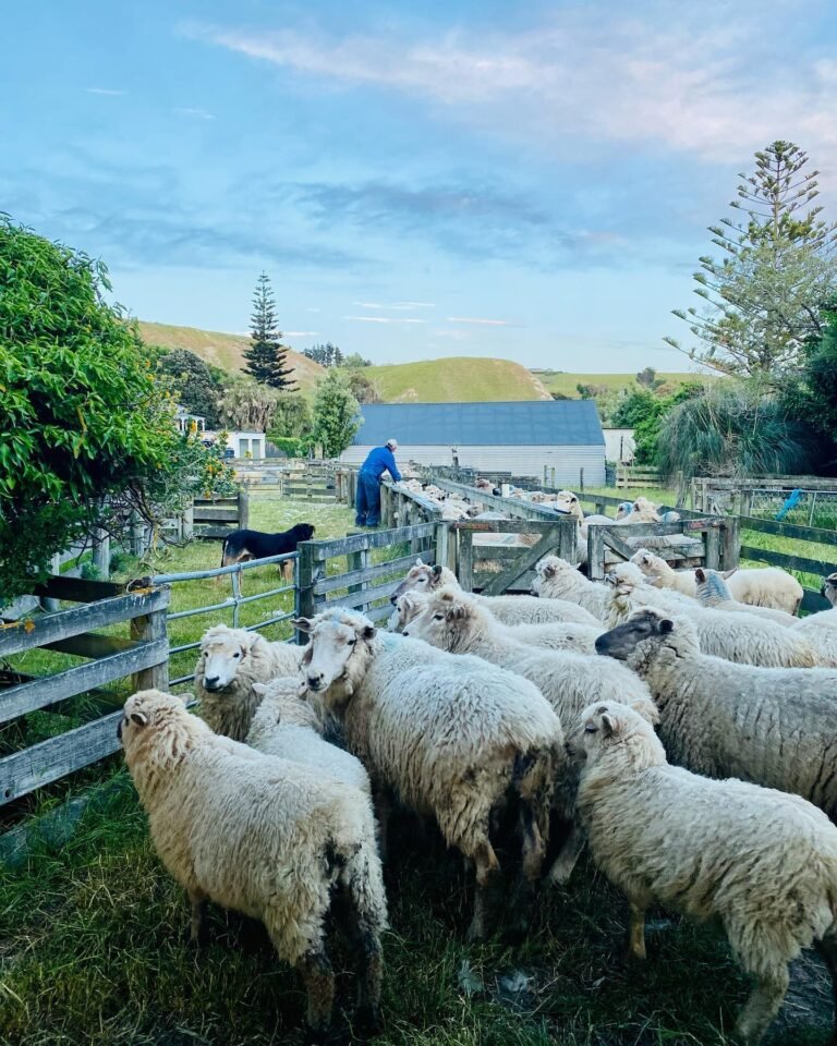 kaikoura sheep show 768x960
