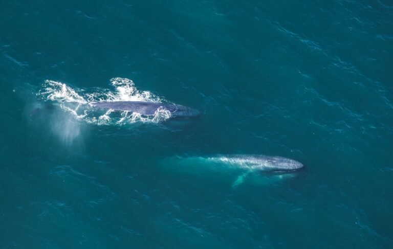kaikoura whale flights 768x487