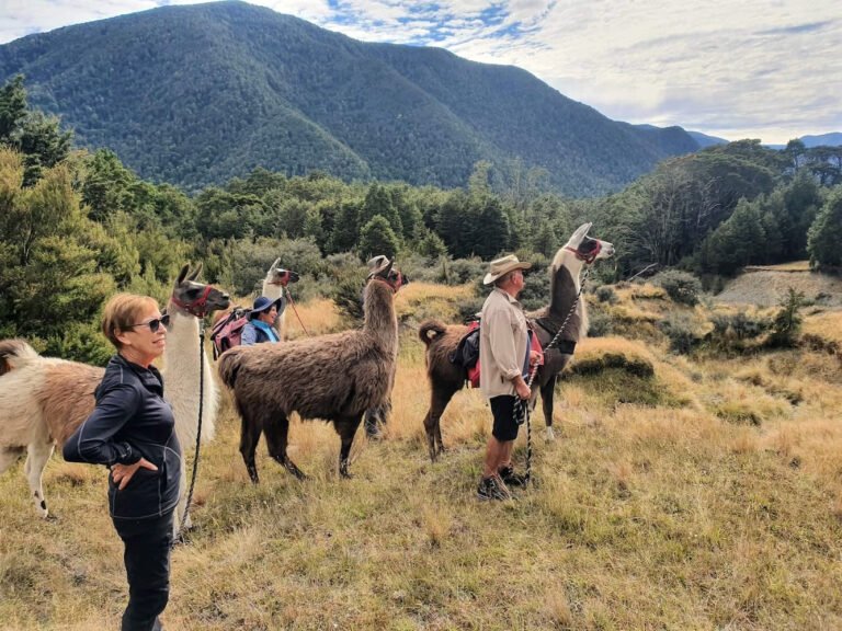 llama tours hanmer springs 768x576
