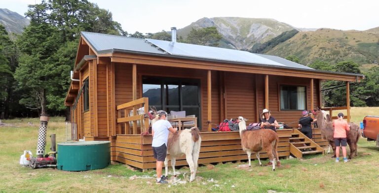 llama treks canterbury nz 768x392
