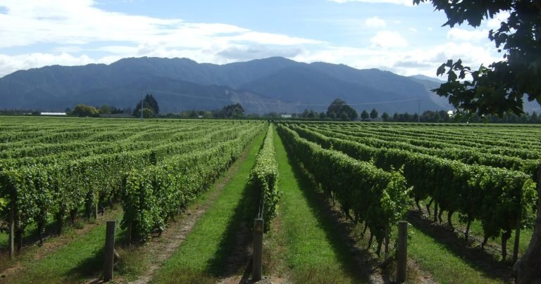marlborough wine tour 768x404