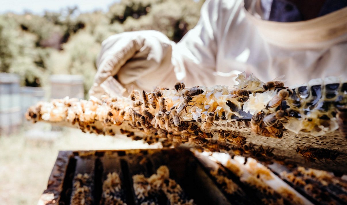 Woodlands Organic Manuka Honey, Coromandel photo 5