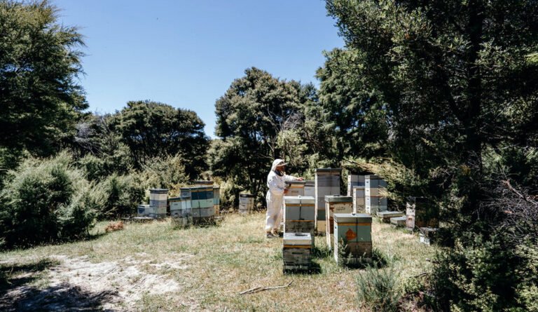 organic manuka honey nz 768x445