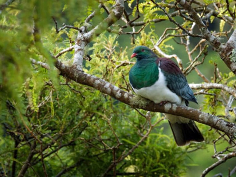 private bus tour milford sound 768x576