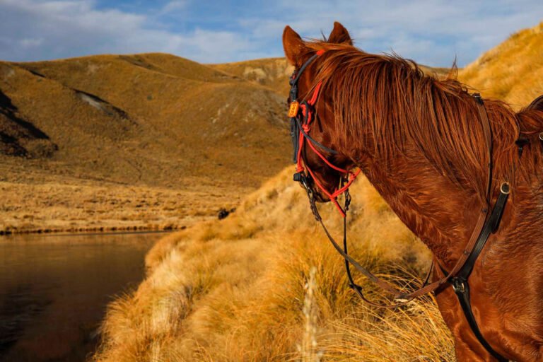 real kiwi horse treks 768x512