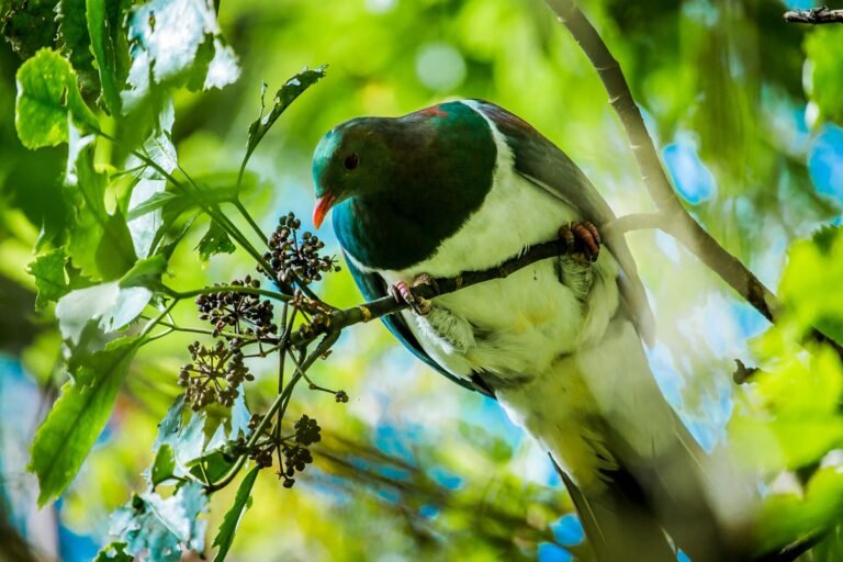rotorua nature walk 768x512