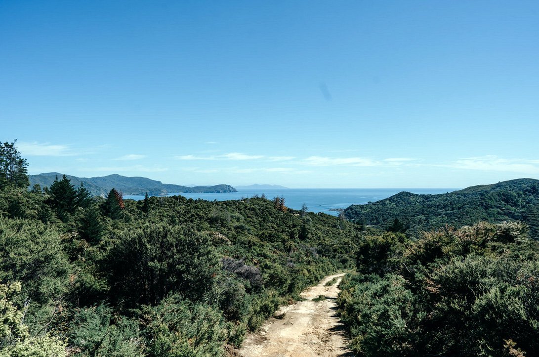 Woodlands Organic Manuka Honey, Coromandel photo 4