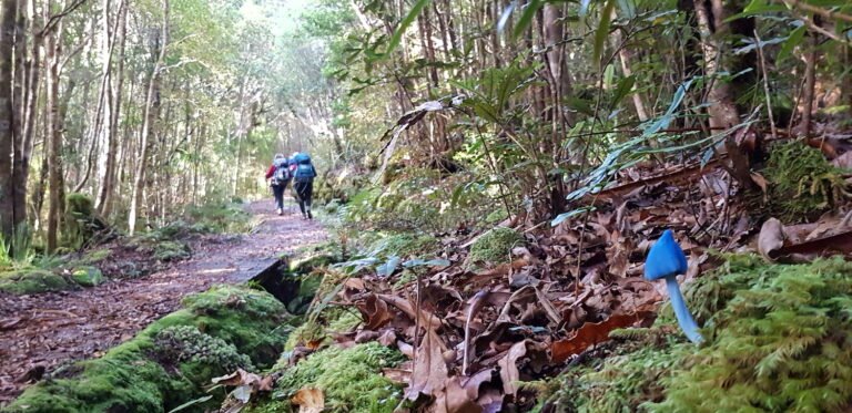 tasman nz walking tours 768x373