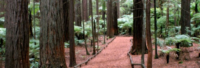 tauranga cruise passenger tours 768x261