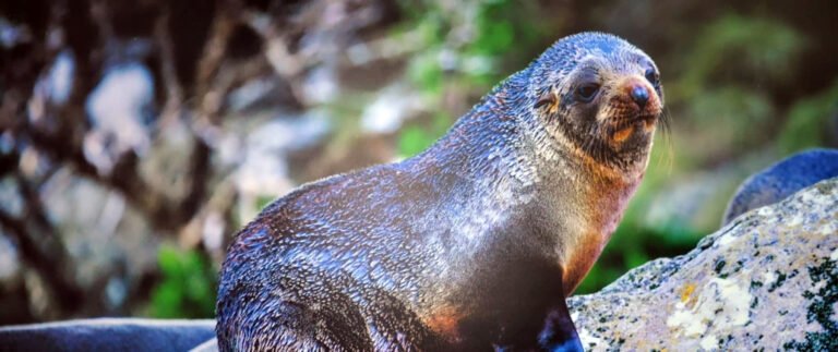 tour milford sound te anau 768x323