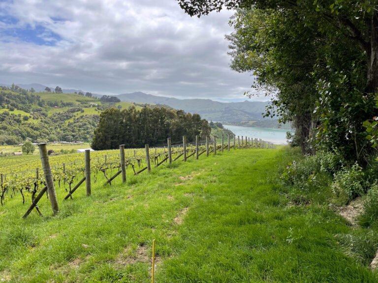 vineyard accommodation akaroa 768x576