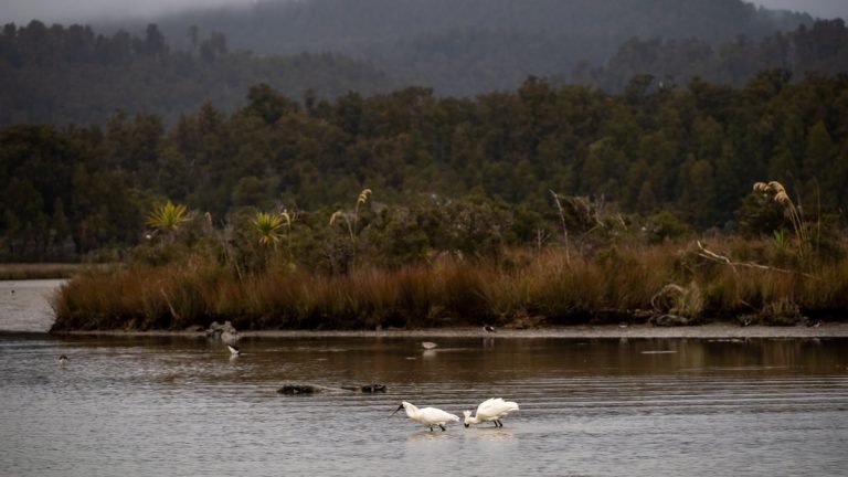 white heron tour nz 768x432