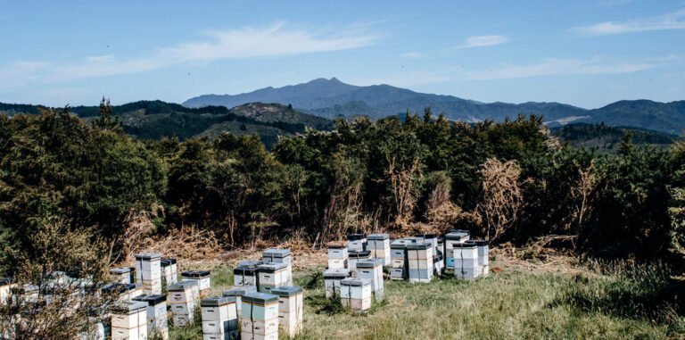 woodland honey coromandel 768x381