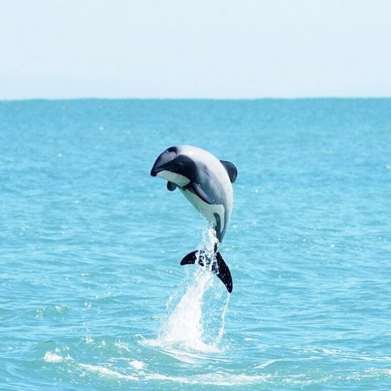 akaroa dolphin cruise 768x768