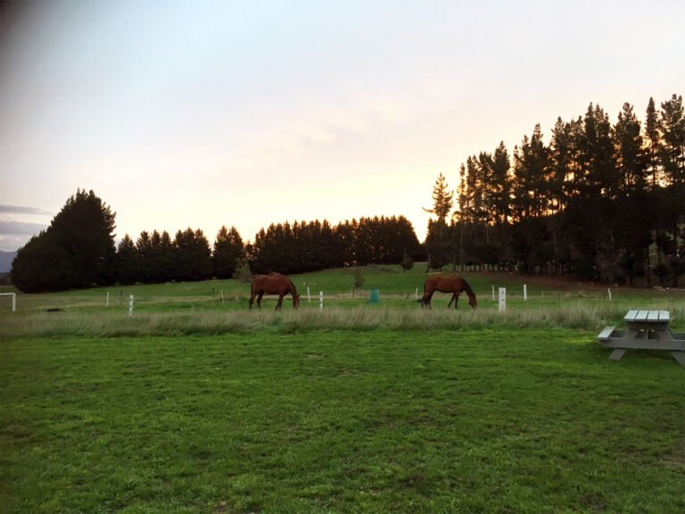 camping te anau horse farm 768x576