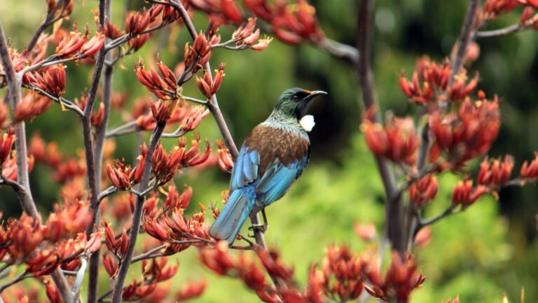 catlins nature lodge 768x432