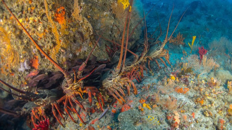 dive tour packages northland 768x432