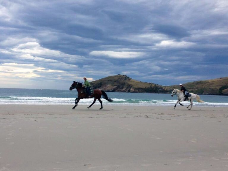 dunedin horse treks 768x576