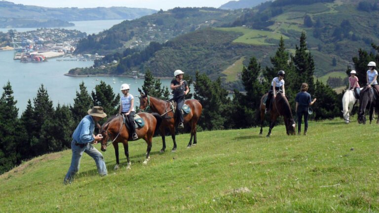 hare hill horse treks dunedin 768x432