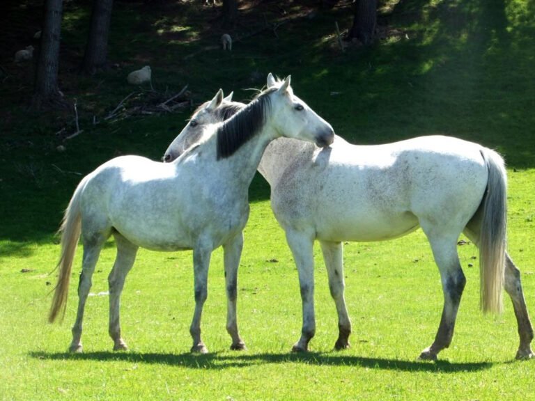 horse trekking dunedin 768x576