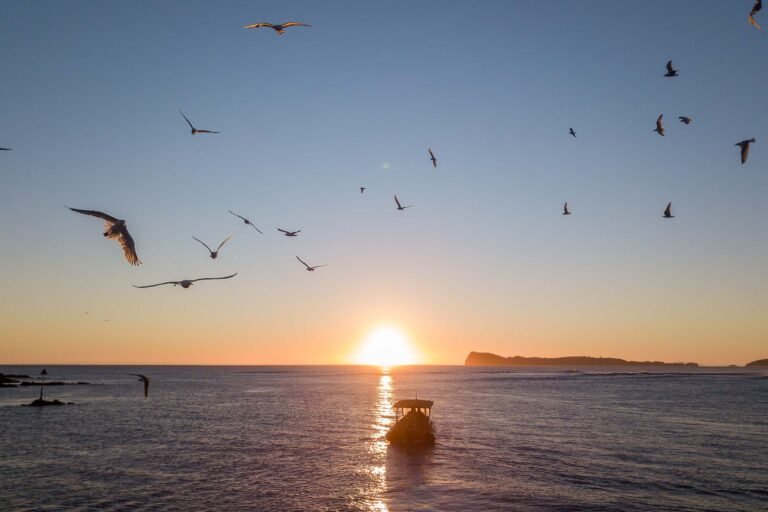 mercury bay boat tours 768x512