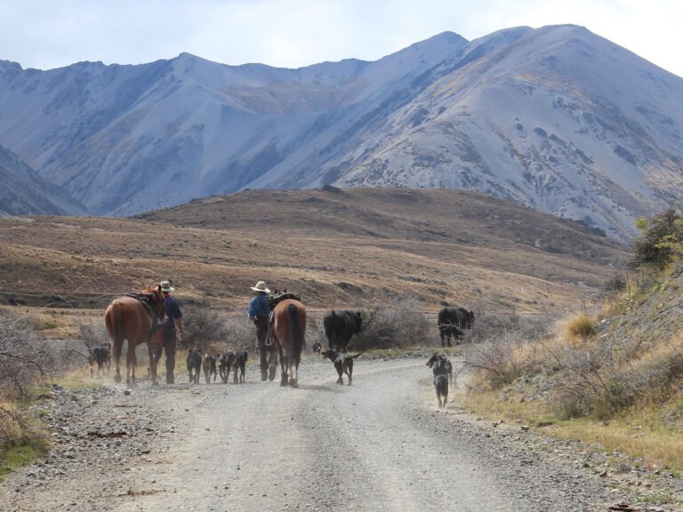 molesworth station kaikoura tour 768x576