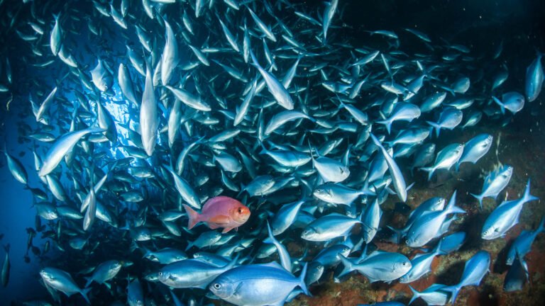 northland dive tours 768x432