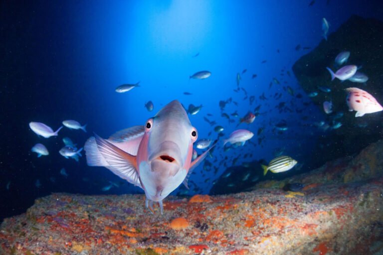 scuba dive trips northland 768x512