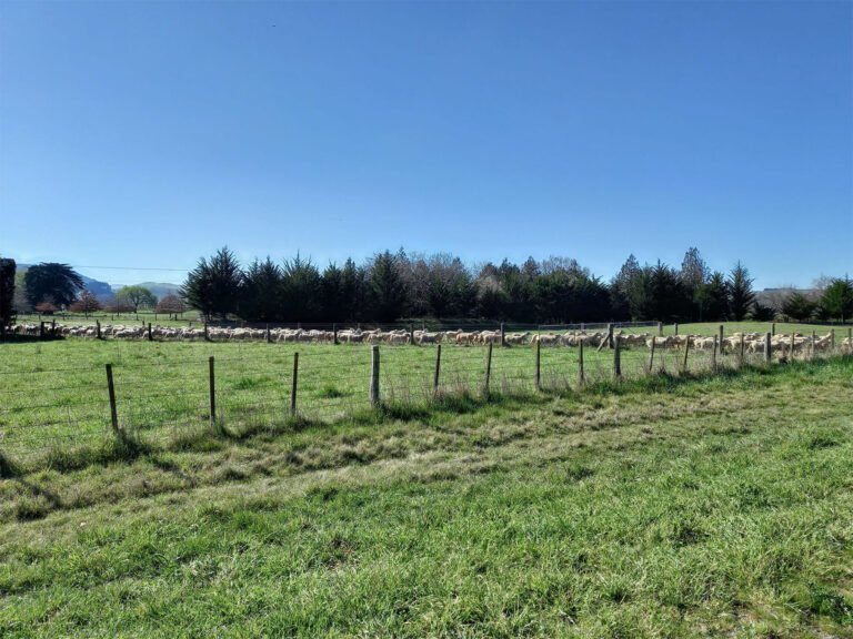sheep farm accommodation nz 768x576