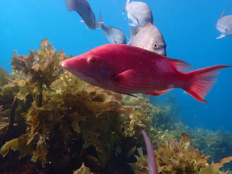 underwater tour bay islands 768x576