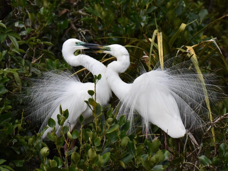 white herons birdwatching tour 768x576
