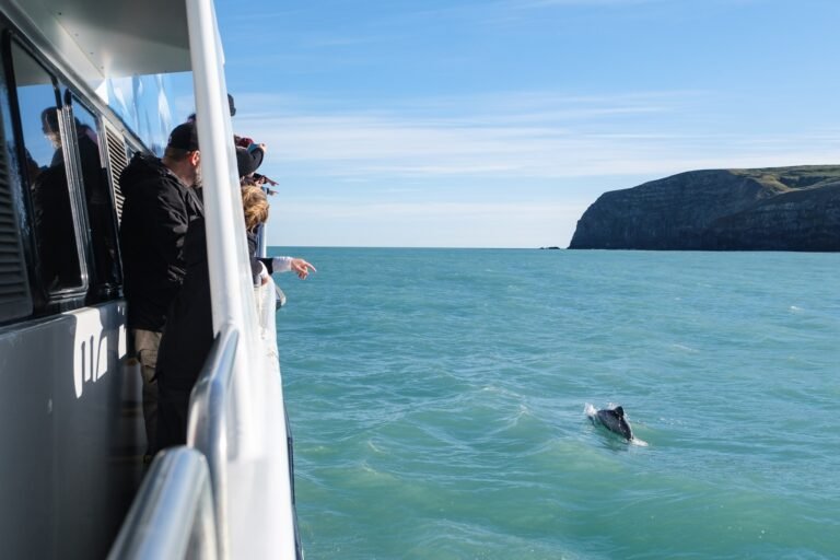 wildlife boat tour akaroa 768x512