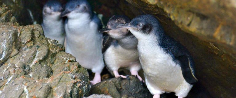 Oamaru penguins accommodation 768x320