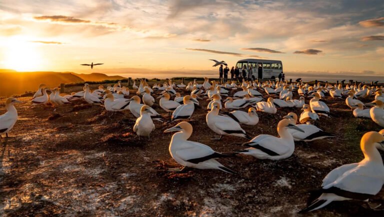 Gannet Safaris Hawkes Bay 768x435