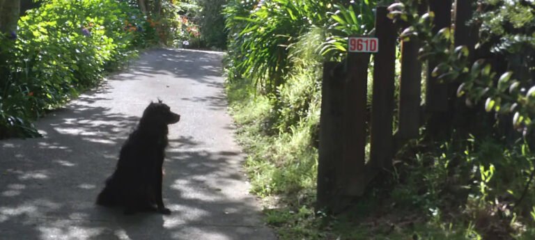 Rotorua dog friendly holiday home 768x345